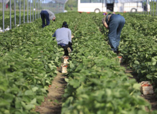 Zniknęło 12 tys. gospodarstw w ciągu 5 lat