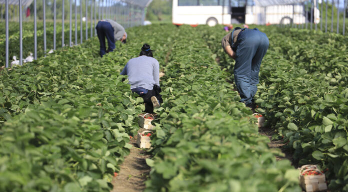 Zniknęło 12 tys. gospodarstw w ciągu 5 lat