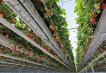 Truskawka na Berry Forum 2024 – co dla Was przygotowaliśmy