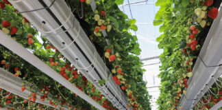 Truskawka na Berry Forum 2024 – co dla Was przygotowaliśmy