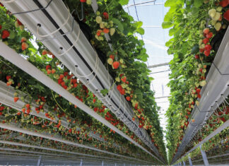 Truskawka na Berry Forum 2024 – co dla Was przygotowaliśmy