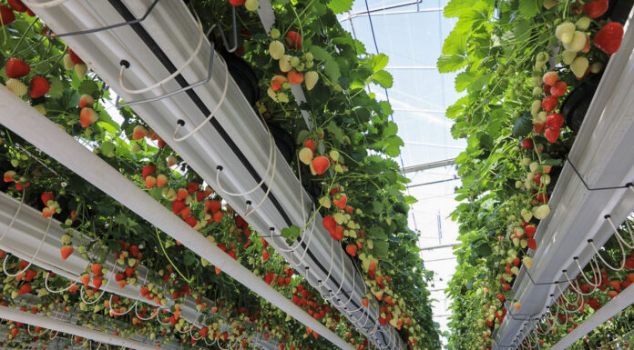 Truskawka na Berry Forum 2024 – co dla Was przygotowaliśmy