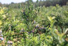 Stracili 30 ha gospodarstwo borówkowe i dorobek całego życia. Brak rozwagi czy ustawione oszustwo?