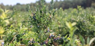 Stracili 30 ha gospodarstwo borówkowe i dorobek całego życia. Brak rozwagi czy ustawione oszustwo?