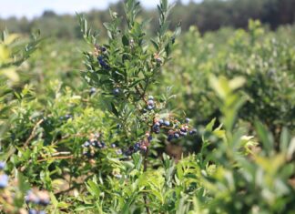 Stracili 30 ha gospodarstwo borówkowe i dorobek całego życia. Brak rozwagi czy ustawione oszustwo?
