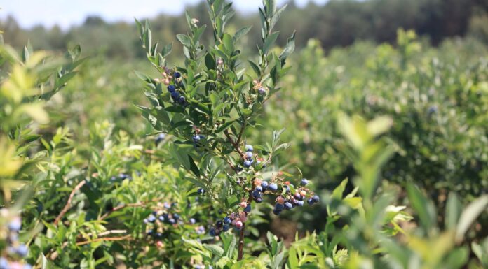Stracili 30 ha gospodarstwo borówkowe i dorobek całego życia. Brak rozwagi czy ustawione oszustwo?