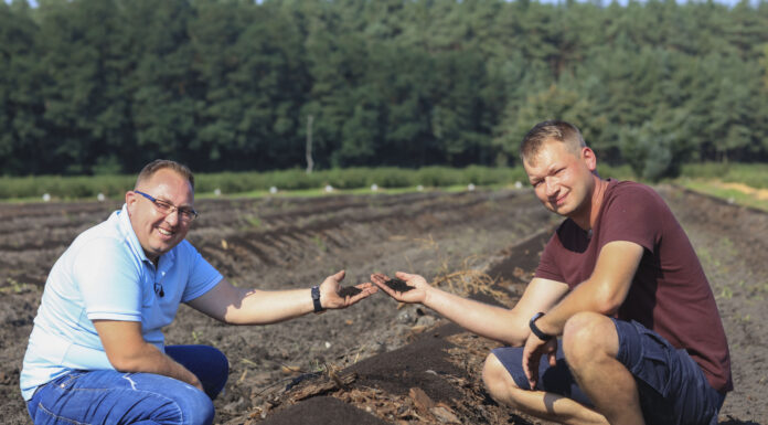 Borówki w Wielkopolsce. Regeneracja po przymrozkach i nowe nasadzenia