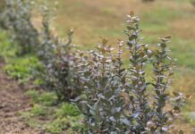 Testujemy nowe odmiany borówki. Na co warto zwrócić uwagę?