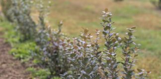 Testujemy nowe odmiany borówki. Na co warto zwrócić uwagę?