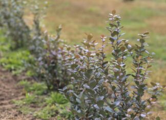 Testujemy nowe odmiany borówki. Na co warto zwrócić uwagę?