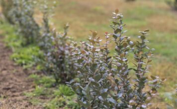 Testujemy nowe odmiany borówki. Na co warto zwrócić uwagę?