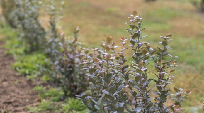 Testujemy nowe odmiany borówki. Na co warto zwrócić uwagę?