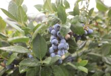 Jod w nawożeniu borówki. Aż tyle korzyści!