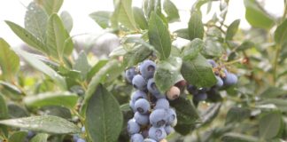 Jod w nawożeniu borówki. Aż tyle korzyści!