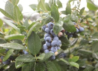 Jod w nawożeniu borówki. Aż tyle korzyści!