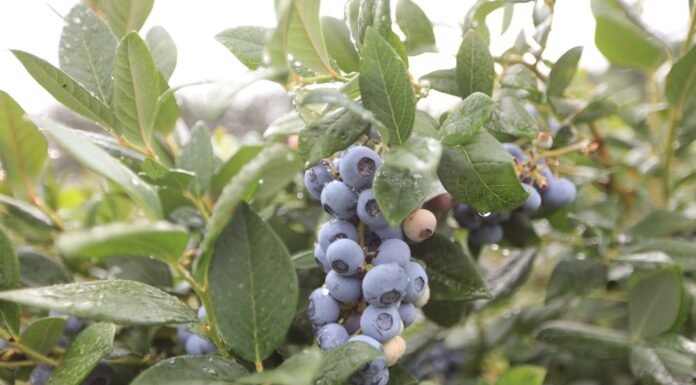 Jod w nawożeniu borówki. Aż tyle korzyści!