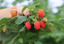 Nowa decyzja włoskiego Sądu Najwyższego: co oznacza dla producentów owoców ważnej grupy odmian