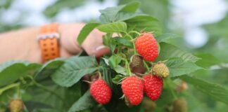 Nowa decyzja włoskiego Sądu Najwyższego: co oznacza dla producentów owoców ważnej grupy odmian