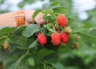 Nowa decyzja włoskiego Sądu Najwyższego: co oznacza dla producentów owoców ważnej grupy odmian
