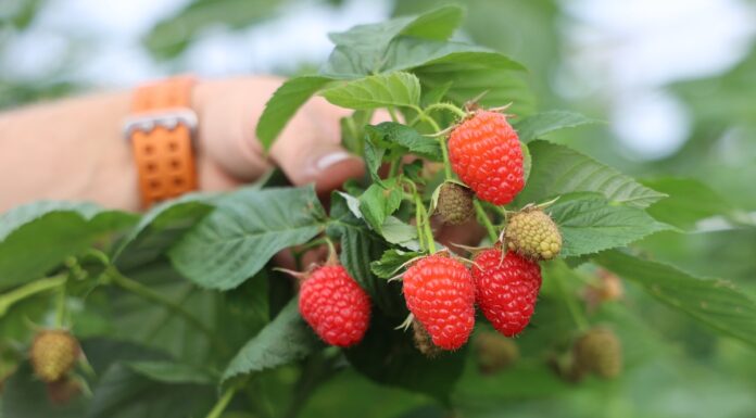 Nowa decyzja włoskiego Sądu Najwyższego: co oznacza dla producentów owoców ważnej grupy odmian