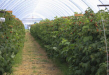 Zmiany w ochronie roślin jagodowych: acetamipryd w uprawach maliny i borówki