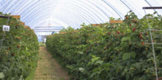 Zmiany w ochronie roślin jagodowych: acetamipryd w uprawach maliny i borówki