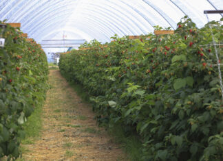 Zmiany w ochronie roślin jagodowych: acetamipryd w uprawach maliny i borówki