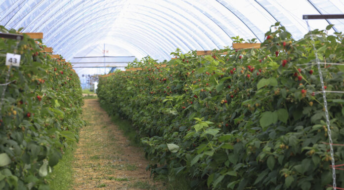 Zmiany w ochronie roślin jagodowych: acetamipryd w uprawach maliny i borówki