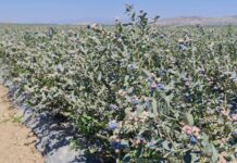 „Niebieska gorączka” i spektakularny sukces peruwiańskich borówek