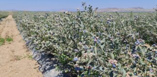 „Niebieska gorączka” i spektakularny sukces peruwiańskich borówek