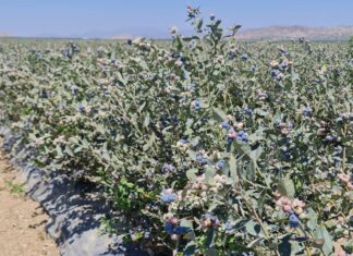 „Niebieska gorączka” i spektakularny sukces peruwiańskich borówek