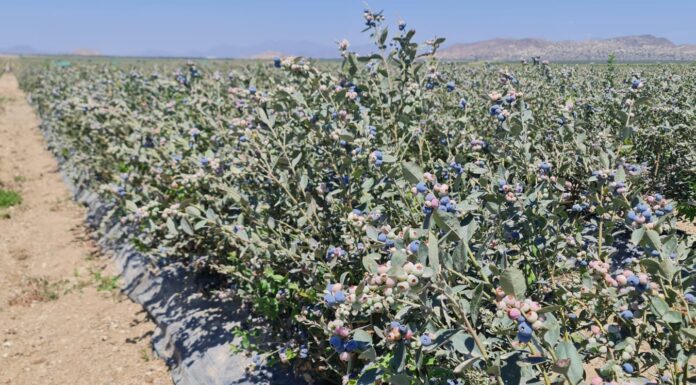 „Niebieska gorączka” i spektakularny sukces peruwiańskich borówek
