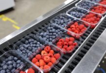 Rynek malin w Niemczech w fazie przejściowej – polskie maliny coraz ważniejsze