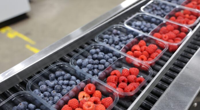 Rynek malin w Niemczech w fazie przejściowej – polskie maliny coraz ważniejsze