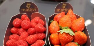 Te odmiany malin i truskawek zdobywają rynek