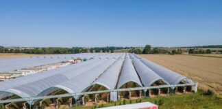 Logistyka owoców jagodowych – czy można obniżyć koszty transportu?