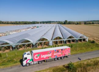 Logistyka owoców jagodowych – czy można obniżyć koszty transportu?