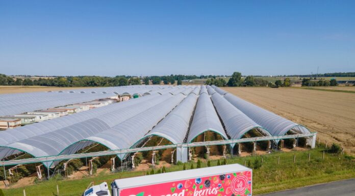 Logistyka owoców jagodowych – czy można obniżyć koszty transportu?