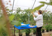 Produkcja deserowych malin. Czy da się jeszcze zarobić?