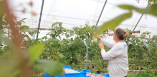 Produkcja deserowych malin. Czy da się jeszcze zarobić?