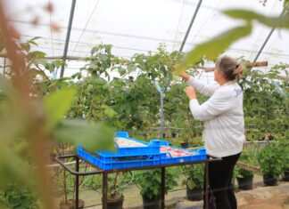 Produkcja deserowych malin. Czy da się jeszcze zarobić?