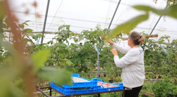 Produkcja deserowych malin. Czy da się jeszcze zarobić?