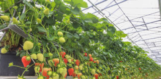 Perspektywy dla polskich truskawek