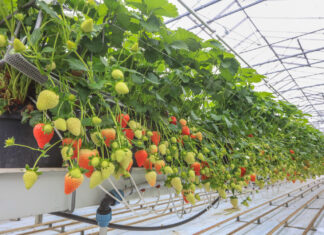 Perspektywy dla polskich truskawek