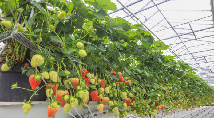 Perspektywy dla polskich truskawek