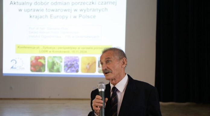 Najpopularniejsze odmiany czarnej porzeczki – co wybrać? Najpopularniejsze odmiany czarnej porzeczki