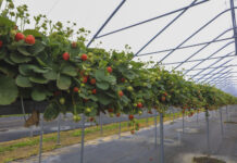 Plantator podsumowuje sezon truskawkowy w Niemczech. Sierpień był szczególnie trudny
