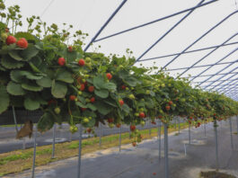 Plantator podsumowuje sezon truskawkowy w Niemczech. Sierpień był szczególnie trudny