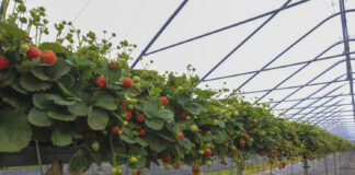 Plantator podsumowuje sezon truskawkowy w Niemczech. Sierpień był szczególnie trudny