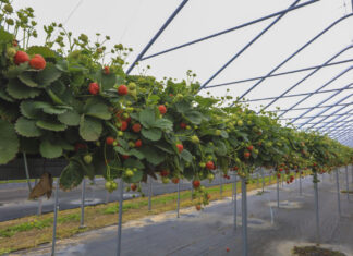 Plantator podsumowuje sezon truskawkowy w Niemczech. Sierpień był szczególnie trudny